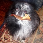 Romeo with pig ear.png